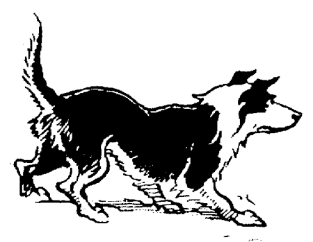 Border collie