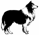 Border collie hunde bilder