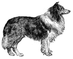 Border collie