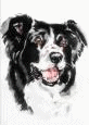 Border collie hunde bilder