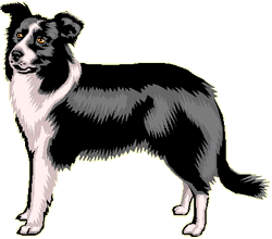 Border collie hunde bilder