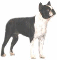 Boston terrier