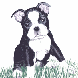 Boston terrier hunde bilder