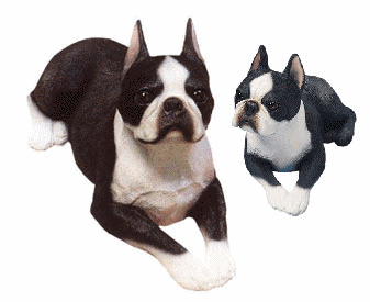 Boston terrier