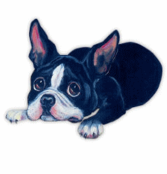 Boston terrier