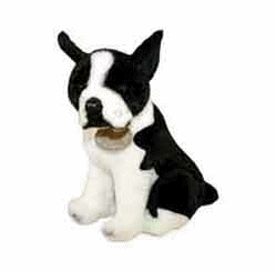 Boston terrier hunde bilder