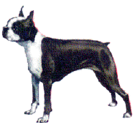 Boston terrier hunde bilder