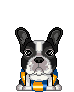 Boston terrier hunde bilder
