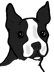 Boston terrier hunde bilder