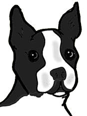 Boston terrier hunde bilder