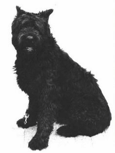 Bouvier