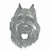 Bouvier hunde bilder