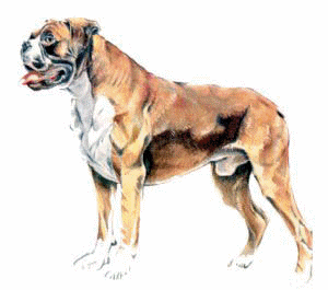 Boxer hunde bilder