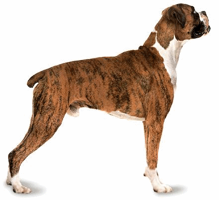 Boxer hunde bilder