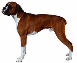 Boxer hunde bilder