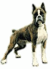 Boxer hunde bilder