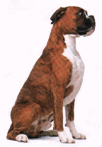 Boxer hunde bilder