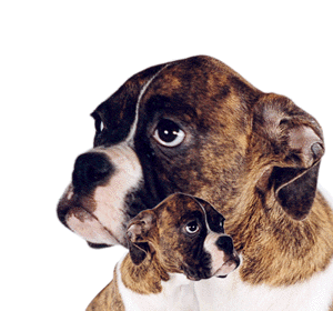 Boxer hunde bilder