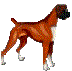 Boxer hunde bilder