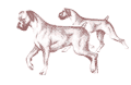Boxer hunde bilder