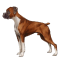Boxer hunde bilder