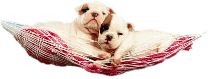 Boxer hunde bilder