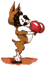 Boxer hunde bilder