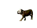 Boxer hunde bilder