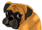 Boxer hunde bilder