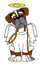 Boxer hunde bilder
