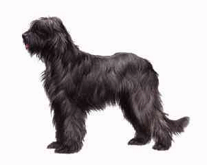 Briard hunde bilder