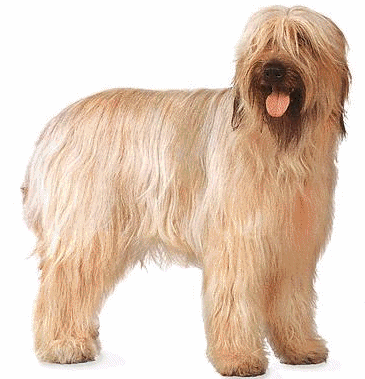 Briard hunde bilder