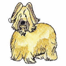 Briard hunde bilder