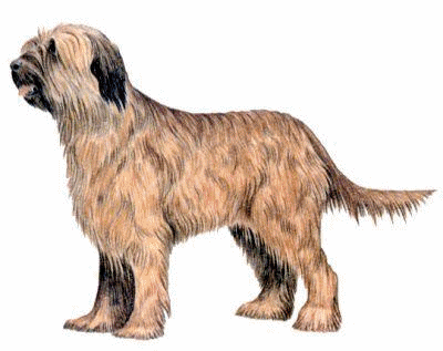 Briard hunde bilder