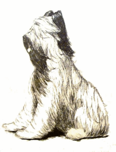 Briard hunde bilder