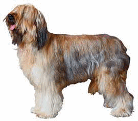 Briard hunde bilder