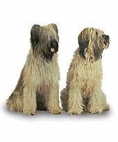 Briard hunde bilder