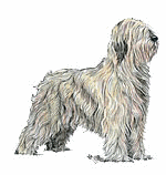 Briard hunde bilder