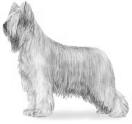 Briard hunde bilder