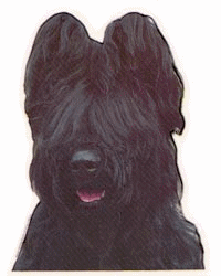 Briard hunde bilder