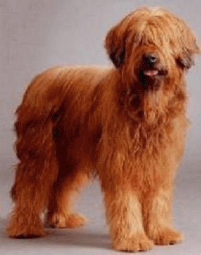 Briard hunde bilder