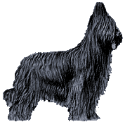 Briard hunde bilder
