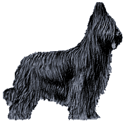 Briard