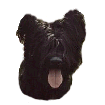 Briard hunde bilder