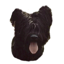 Briard hunde bilder