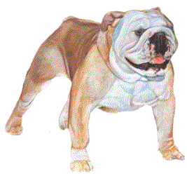 Bulldogge hunde bilder
