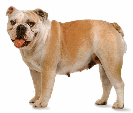 Bulldogge