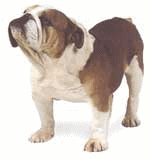 Bulldogge hunde bilder