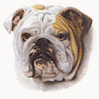 Bulldogge hunde bilder