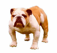 Bulldogge hunde bilder